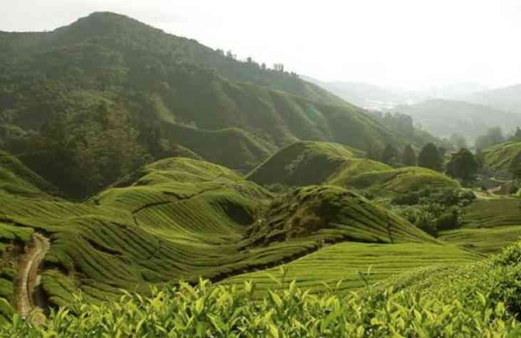 Turing Ke Perkebunan Teh Tambi di Lereng Gunung Sindoro