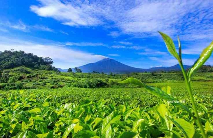 Perkebunan Teh Tambi, Simak Sejarahnya